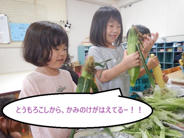 夏のお野菜！とうもろこし🌽