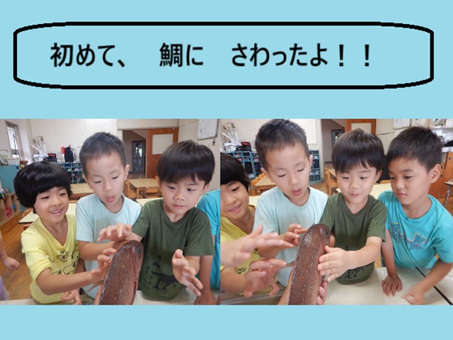 鯛の解体（大羊）