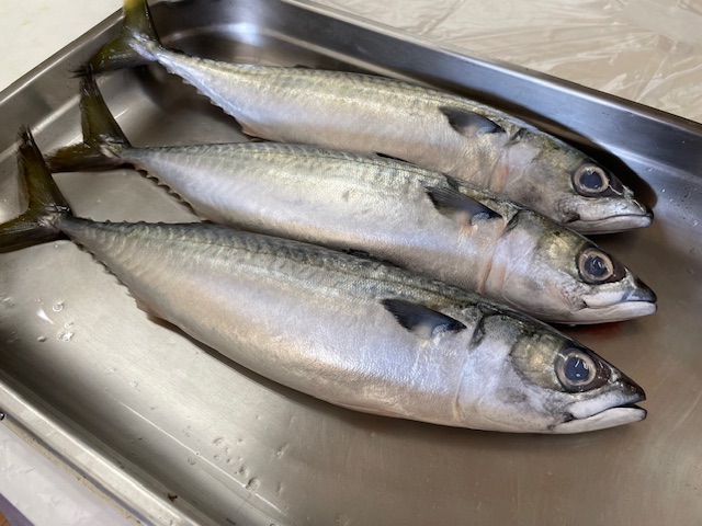 魚を知る日2
